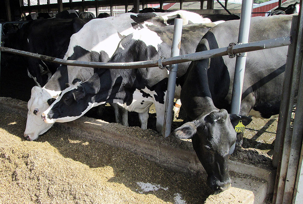 Vacas comem ração em fazenda nos Estados Unidos, onde a maior parte da alimentação animal é baseada em OGMs