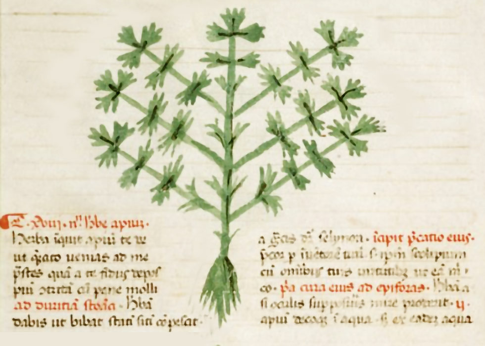 Manuscrito medieval com ilustração de aipo