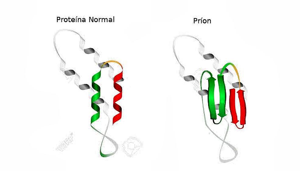 esquema proteína-príon