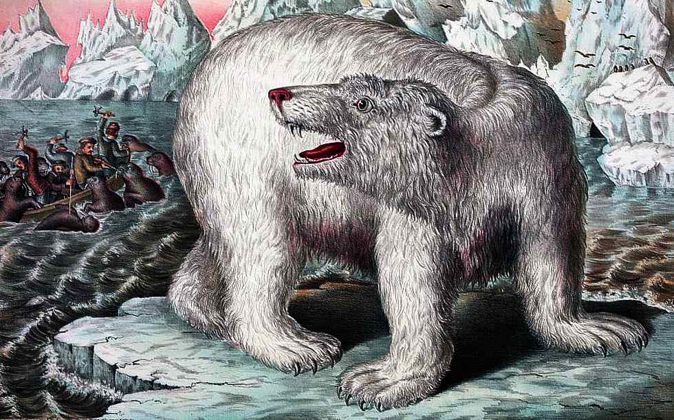 Antiga ilustração de urso polar