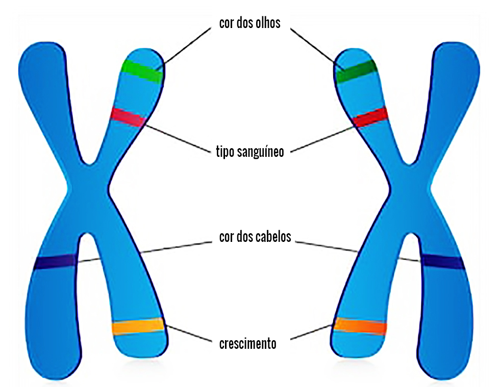 Par de cromossomos