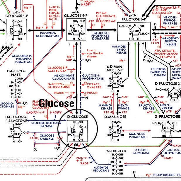 Gráfico que mostra apenas uma parte do metabolismo dos carboidratos