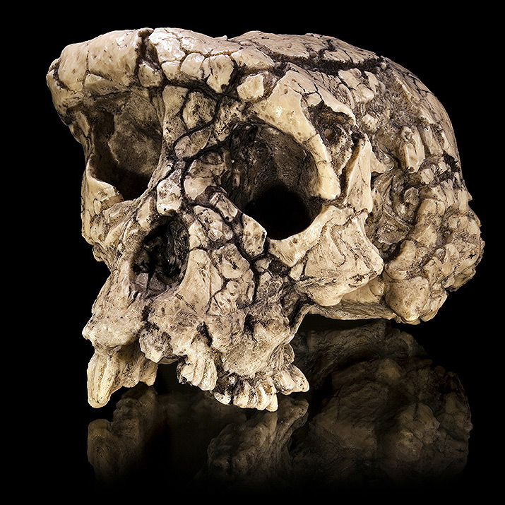 Sahelanthropus tchadensis, possível ancestral comum de humanos e chimpanzés/Didier Descouens - CC BY-SA 4.0