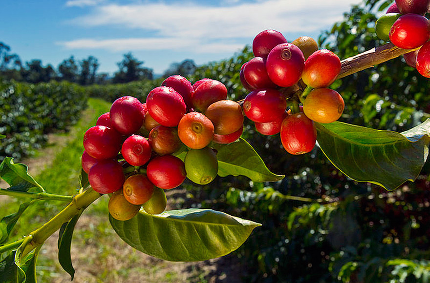 Coffee Berries