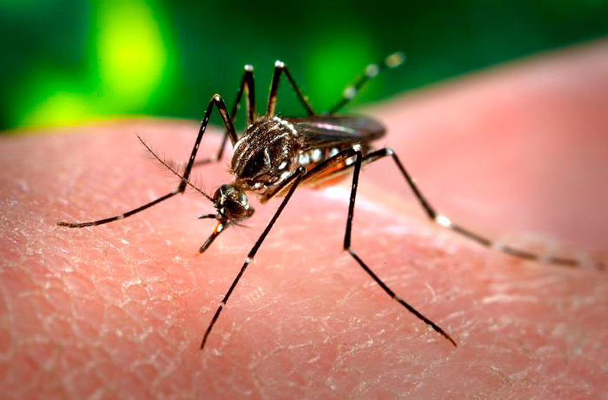 Mosquito Aedes aegypti