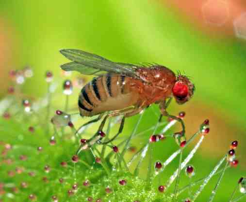 Drosophila melanogaster