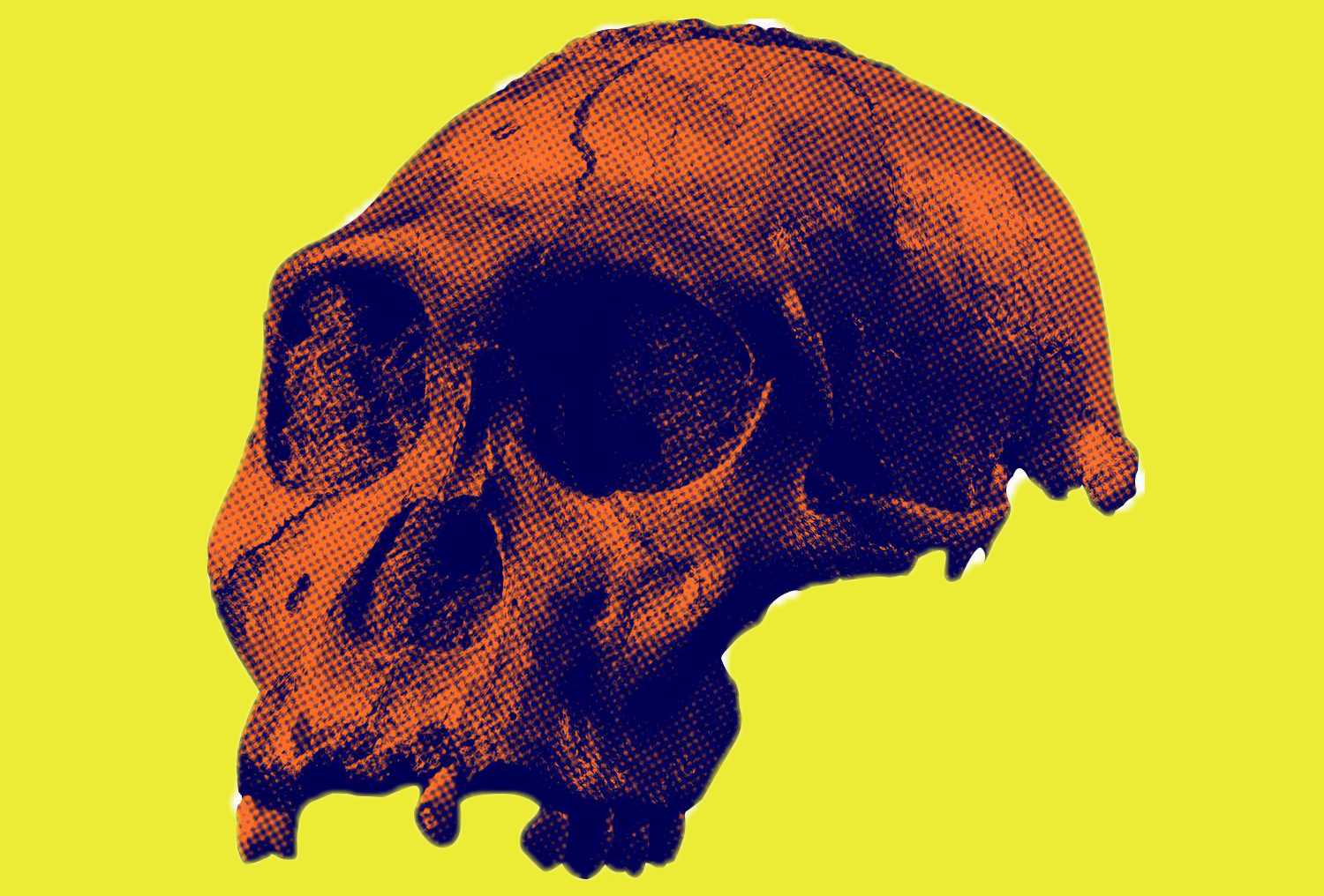 Crânio de Australopithecus sediba