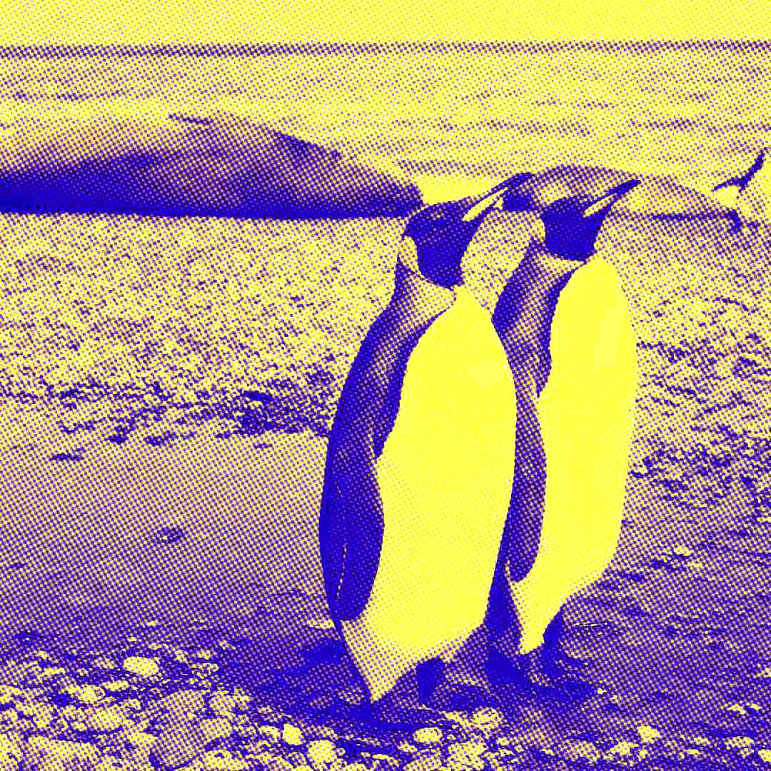 pinguins