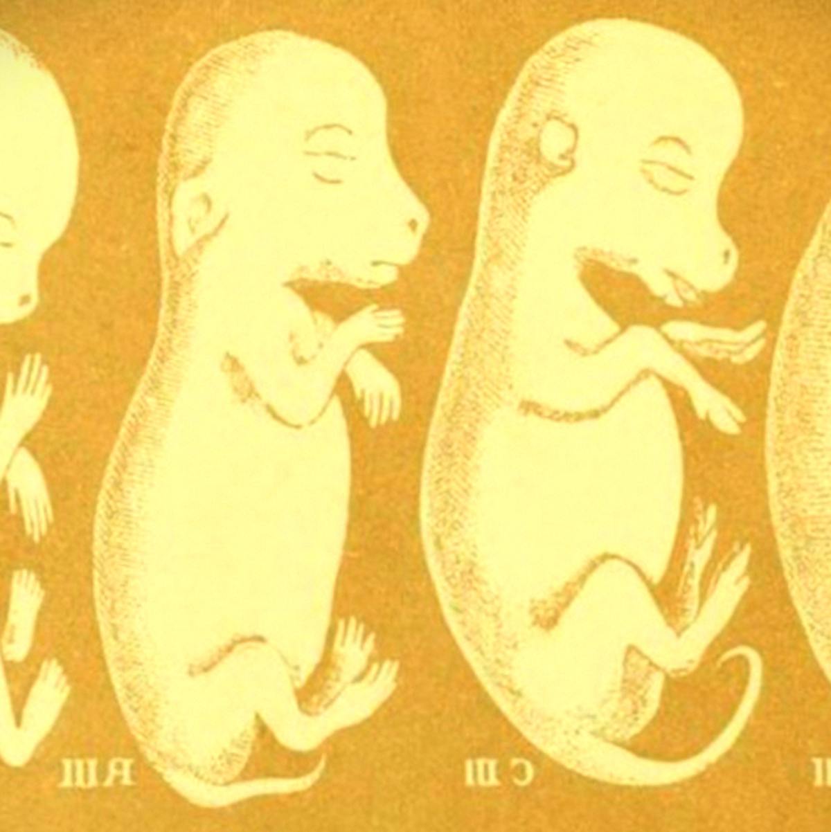 embriões
