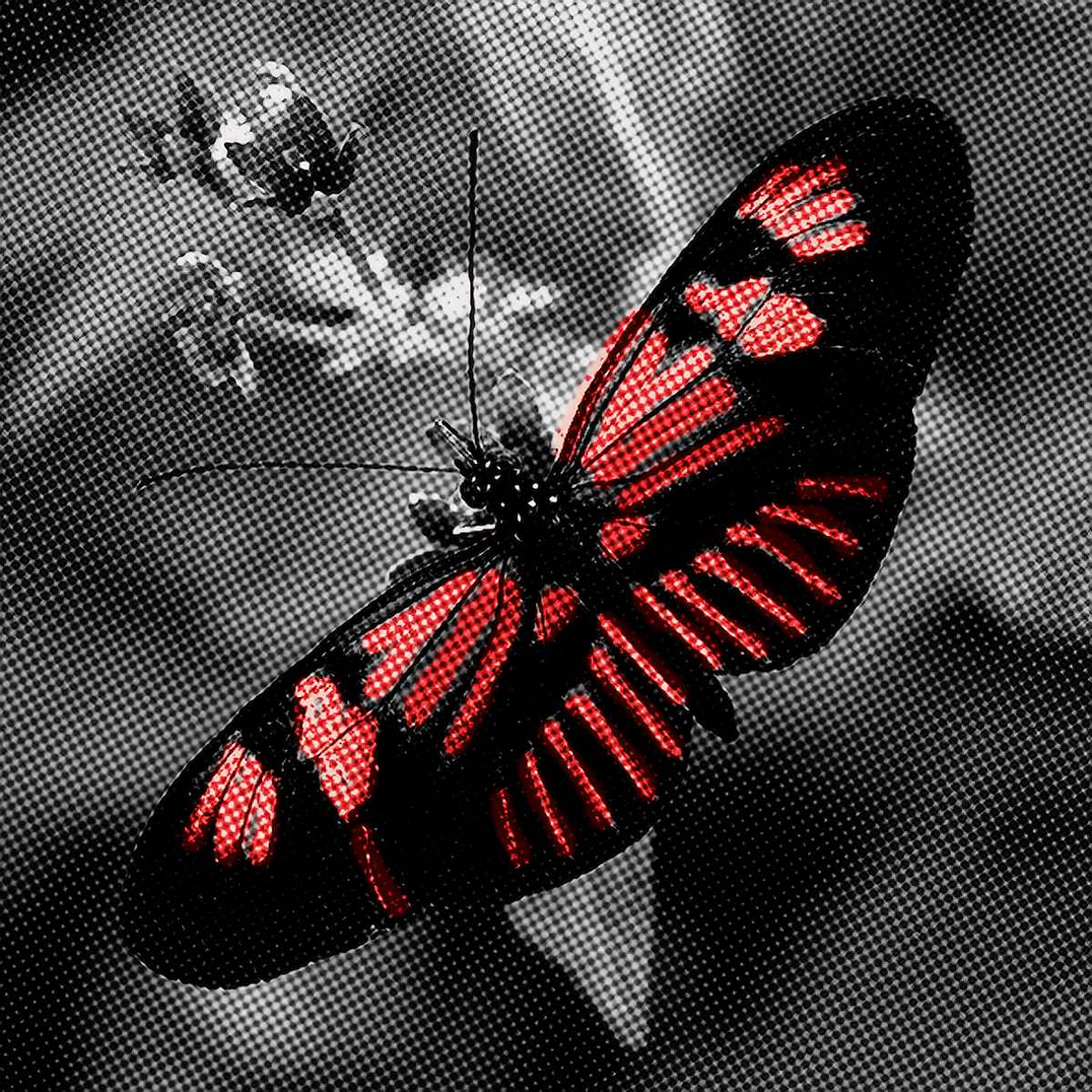 Heliconius melpomene 