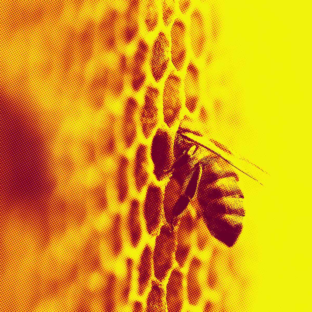 abelha de mel