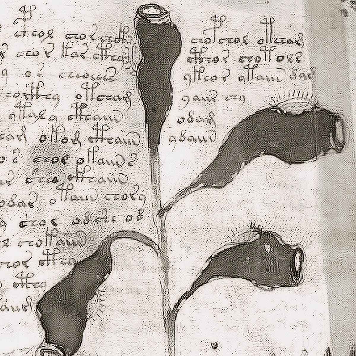 recorte do Manuscrito Voynich