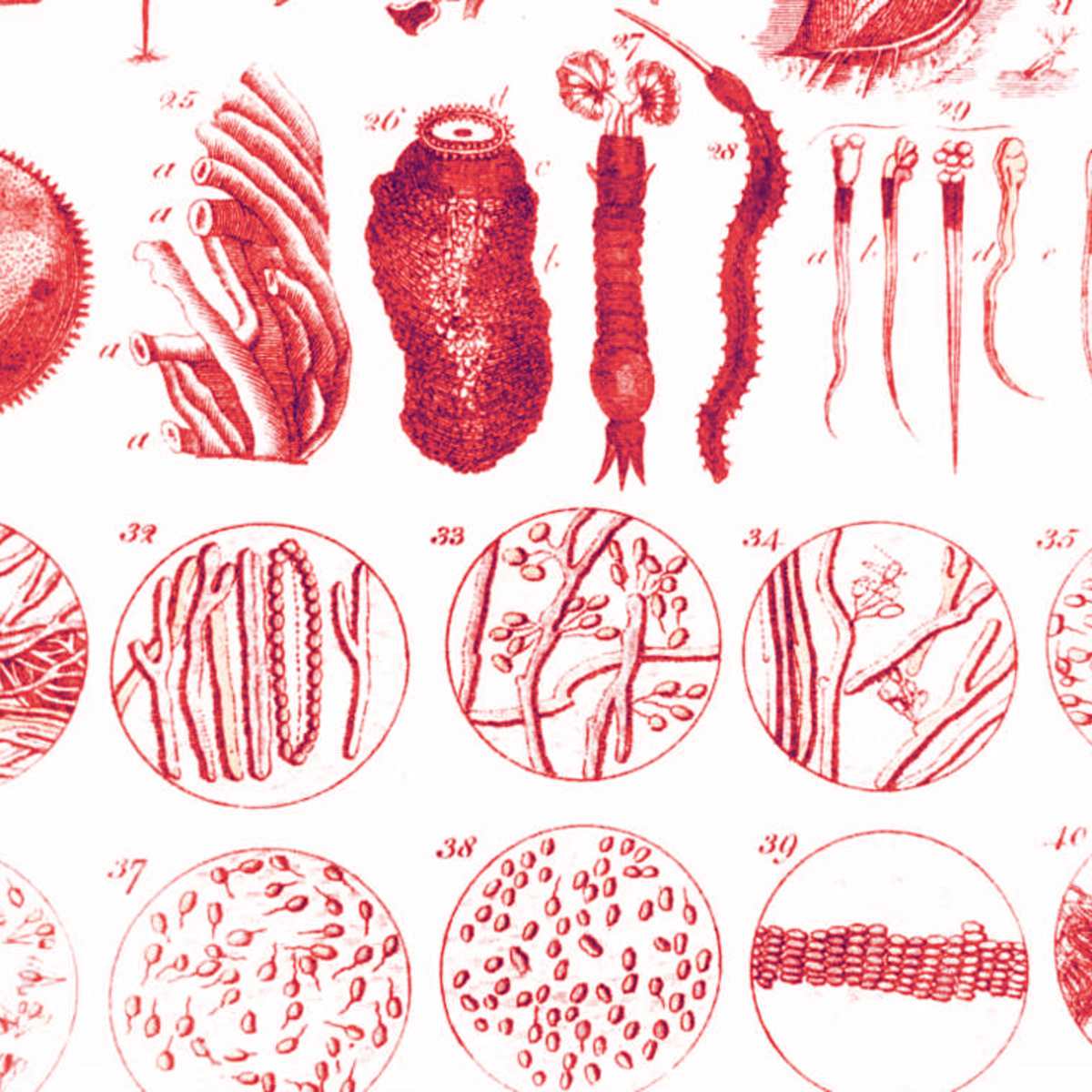 Ilustração de livro de E. Sibly