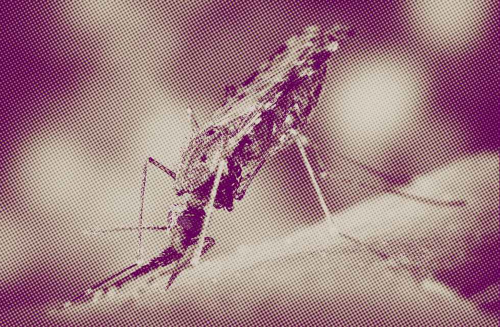 mosquito Anopheles