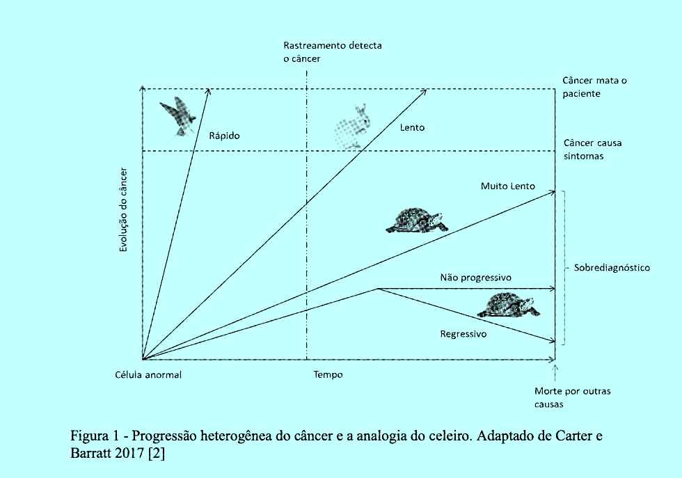 pássaros tartatugas