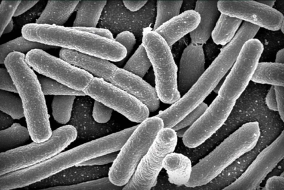 bactérias E. coli