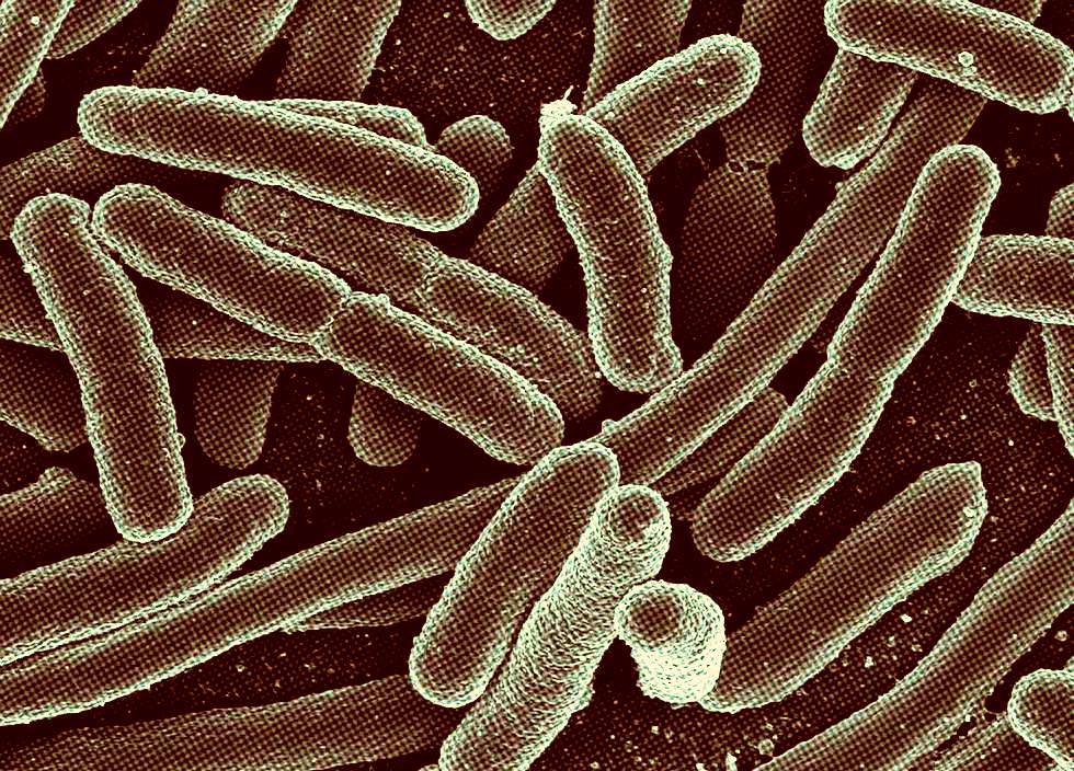 Bactérias E. coli