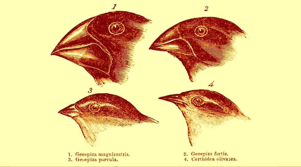 tentilhões de Galápagos