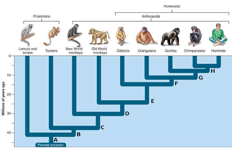 De quem evoluiu o macaco?