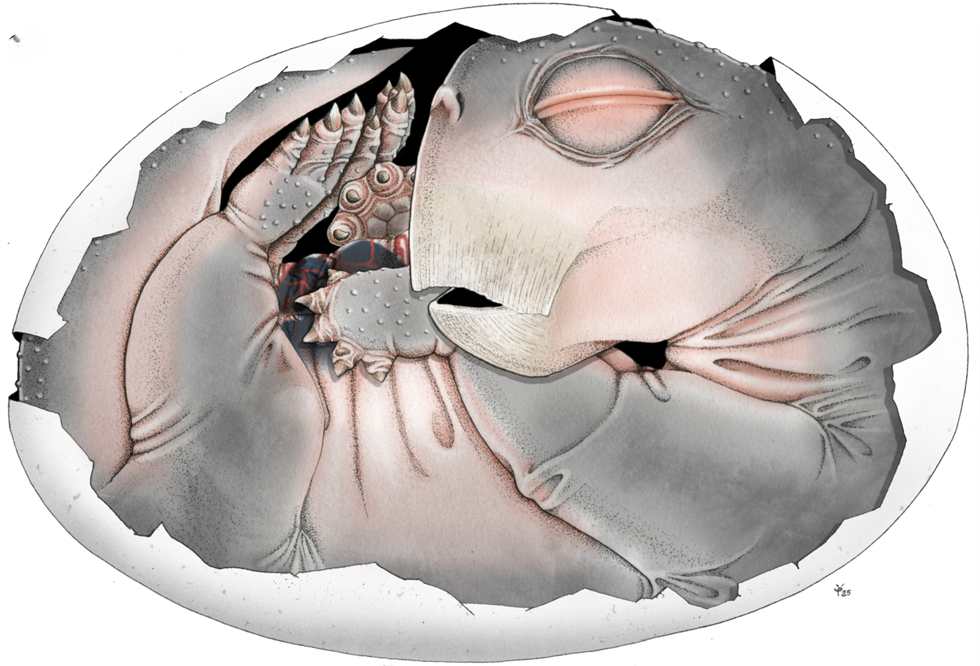 Ilustração de como embrião fossilizado teria sido em vida, criação de Sophie Vrard/PLoS ONE