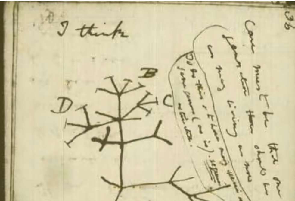 Árvore da Vida encontrada em caderno de Darwin