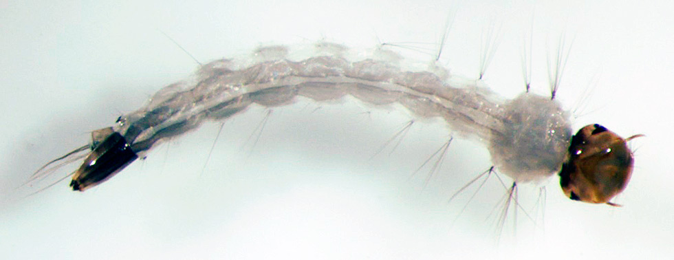 Larva do mosquito Aedes aegypti, transmissor de dengue, zika e chikungunya