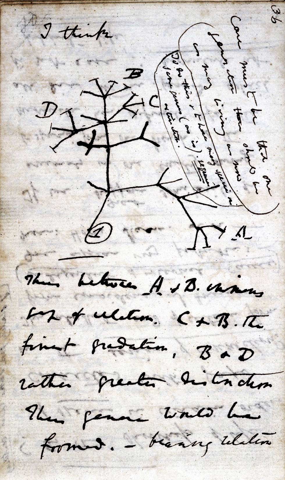 Esboço da "árvore da vida", em caderno de rascunho de Darwin