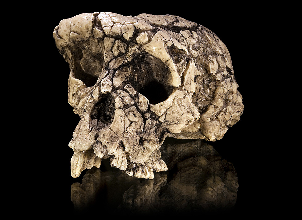 Sahelanthropus tchadensis