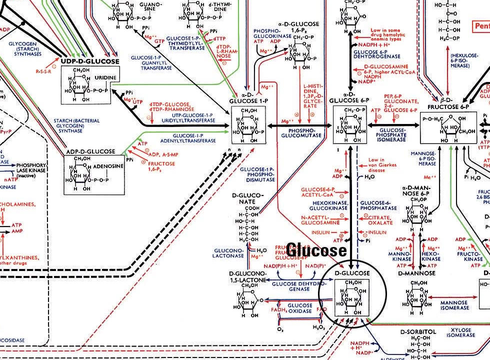 Parte do metabolismo dos carboidratos