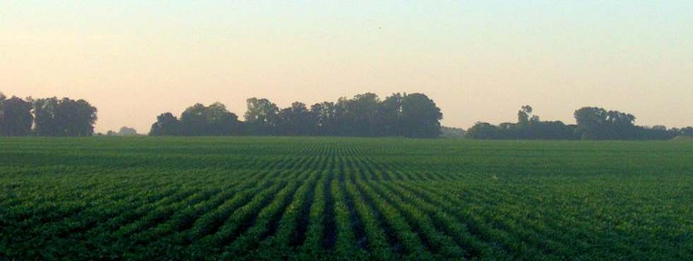 Plantação de soja na Argentina. Wikimedia Commons