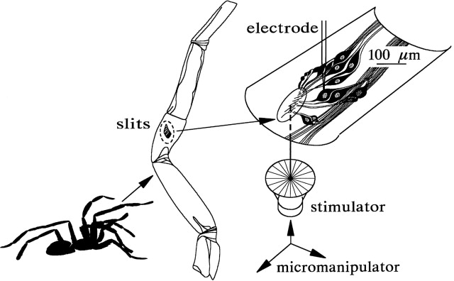 Fendas sensoriais nas patas de insetos