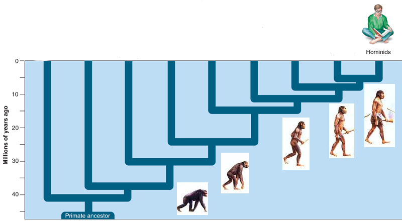 Teoria da Evolução: por que é errado dizer que viemos dos macacos